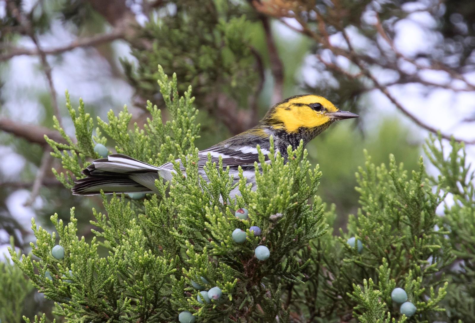 The endangered golden-cheeked warbler, which breeds exclusively in Texas’s oak-juniper woodlands, is one example of how bio-acoustic sensors and AI are helping RISE researchers monitor bird populations. The endangered golden-cheeked warbler, which breeds exclusively in Texas’s oak-juniper woodlands, is one example of how bio-acoustic sensors and AI are helping RISE researchers monitor bird populations.