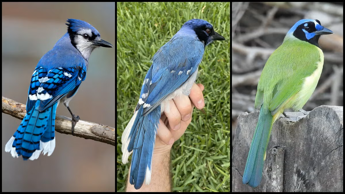A male blue jay (left), a female green jay (right) and, between them, a rare hybrid bird identified in a suburb of San Antonio, Texas 