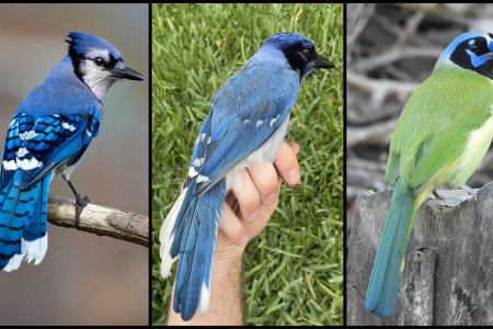 A male blue jay (left), a female green jay (right) and, between them, a rare hybrid bird identified in a suburb of San Antonio, Texas 