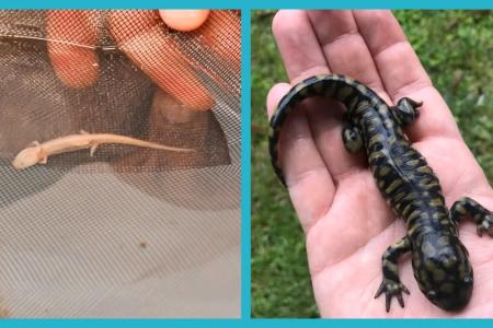 Eureycea salamanders (left, credit: Yaqing Li) and Ambystoma salamanders (right, credit: David Ledesma) feature in two studies from UT.